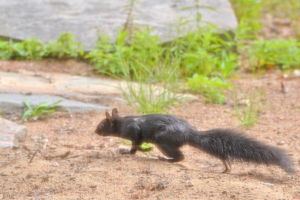 DSC 6913 Eichhörnchen