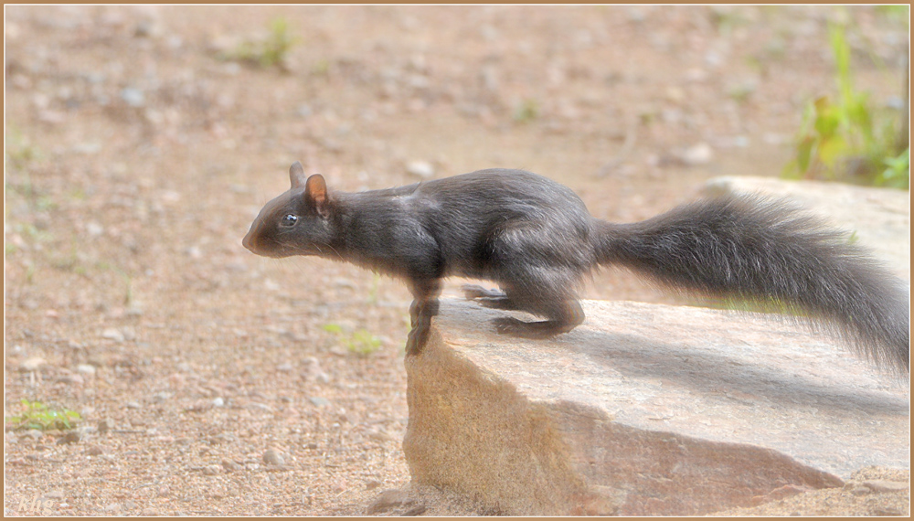 DSC 6914 Eichhörnchen