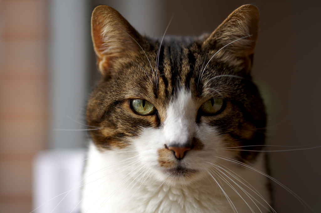 DSC 6924, D700, ZF2/100, f2.8