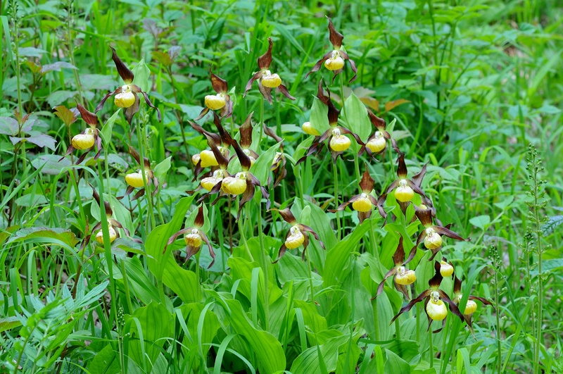 DSC 6924comp