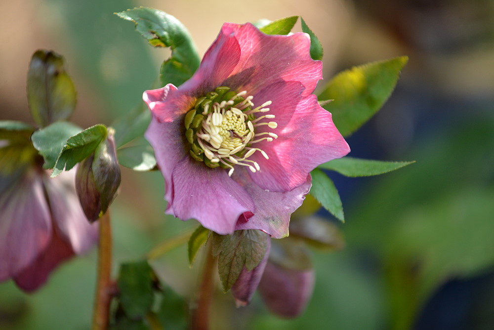 DSC 6935 roteChristrose