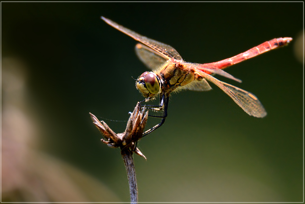 DSC 6949 Blutrote Heidelibelle 1000 R 2