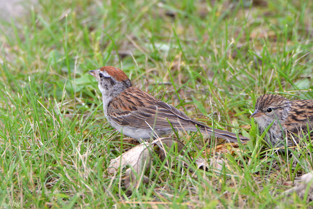 DSC 6958 Spatz