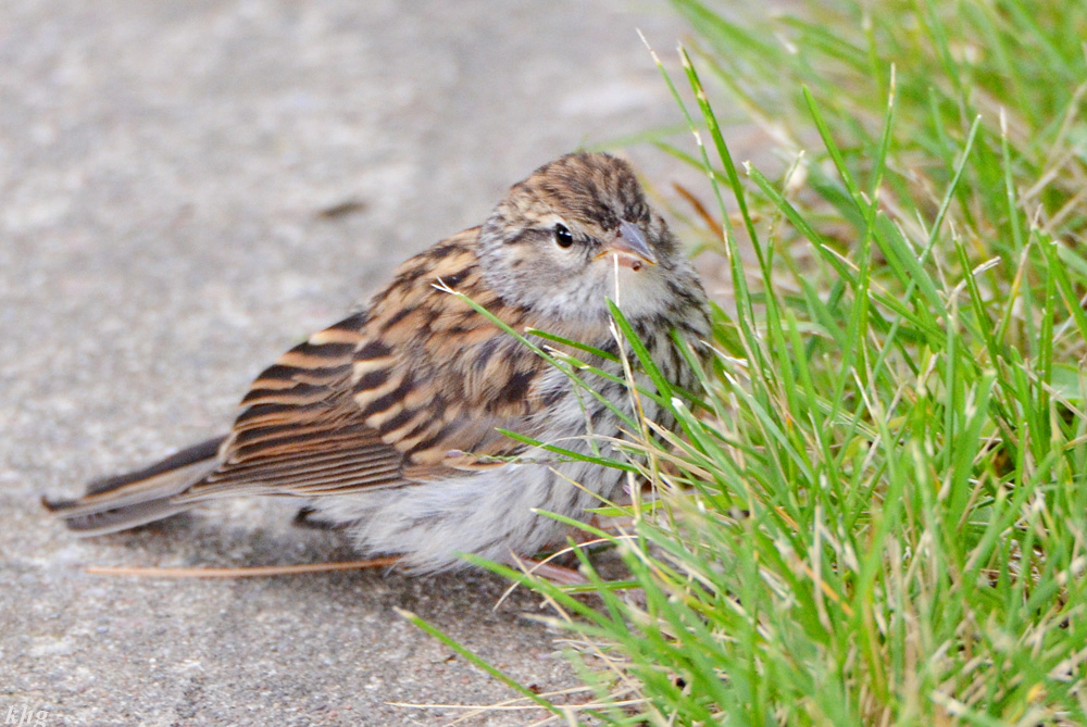 DSC 6963 Spatz