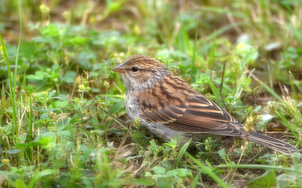 DSC 6976 Spatz