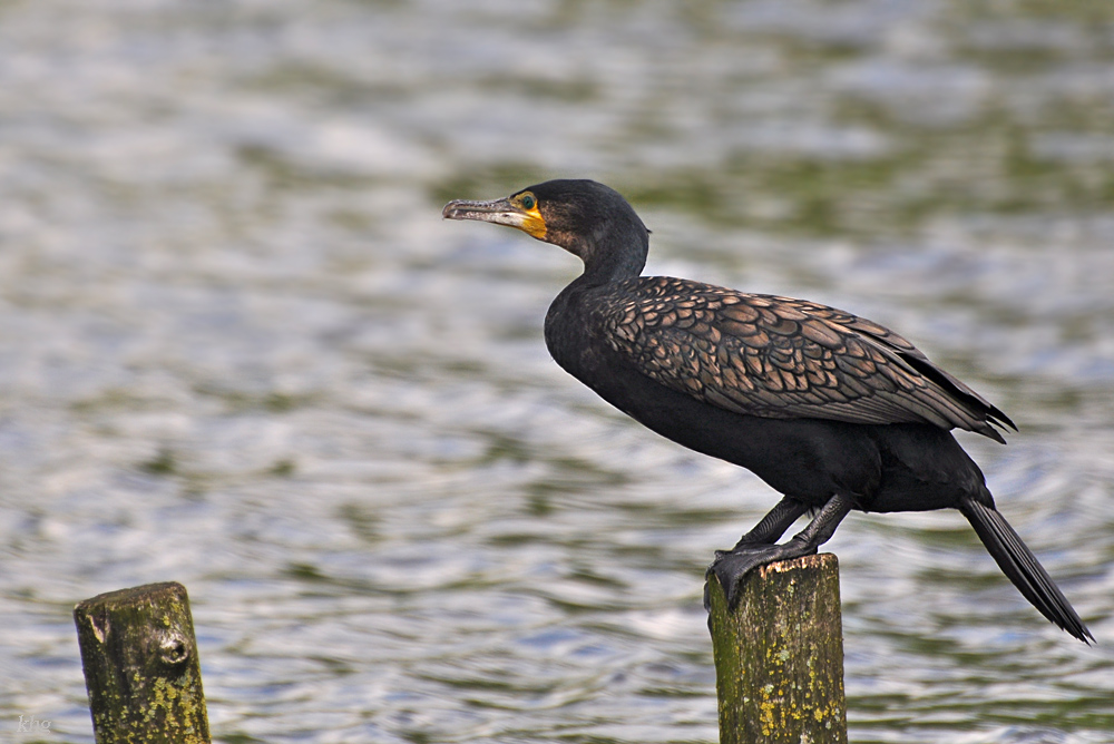 DSC 7008 khg