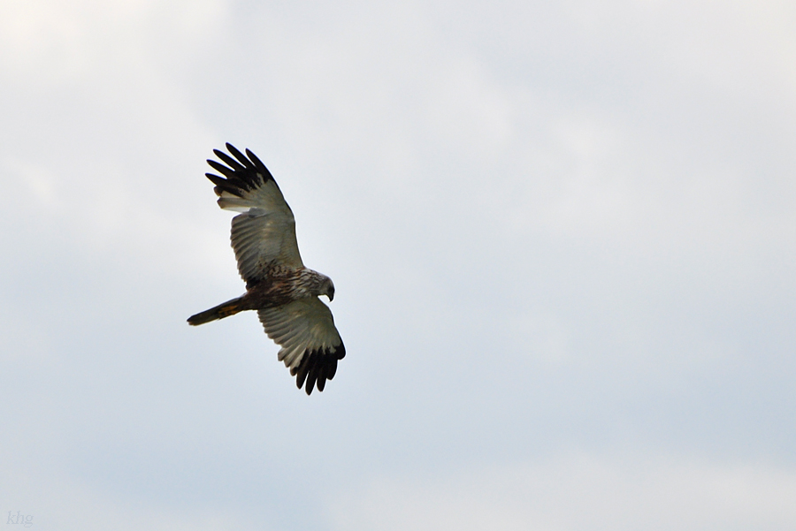 DSC 7014 khg