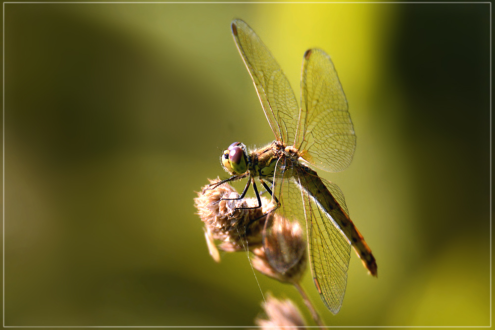DSC 7038 Weibchen Blutrote Heidelibelle 1000 R 2