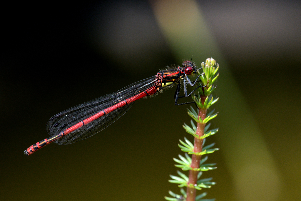 DSC 7057 00005








Adonislibelle