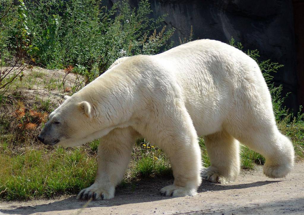 DSC 7087
Eisbär