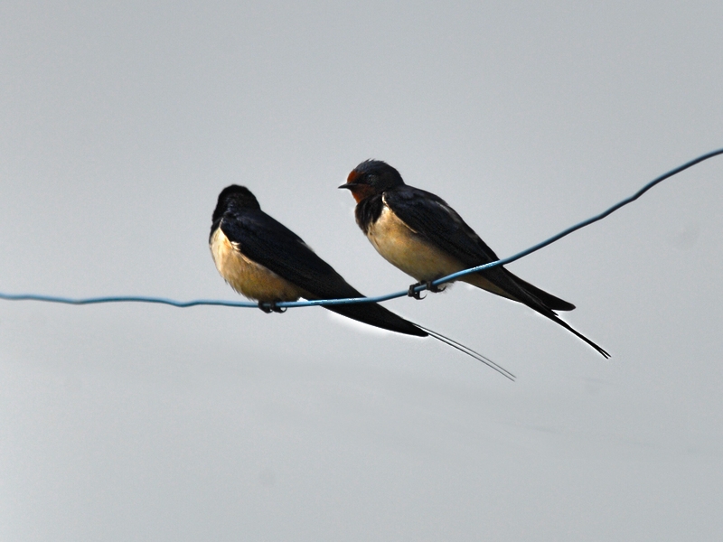 DSC 7093 hf