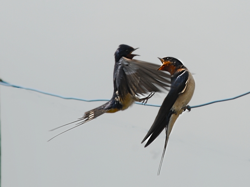DSC 7107 hf