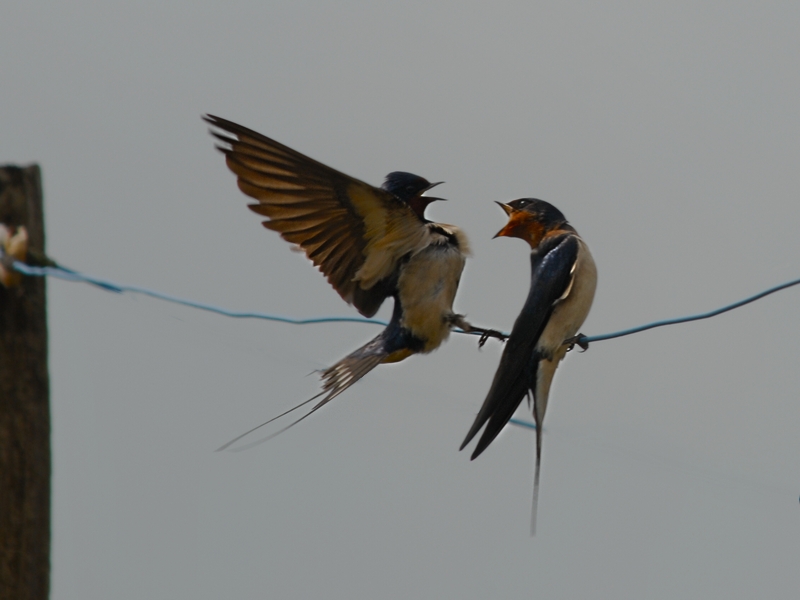 DSC 7108 hf