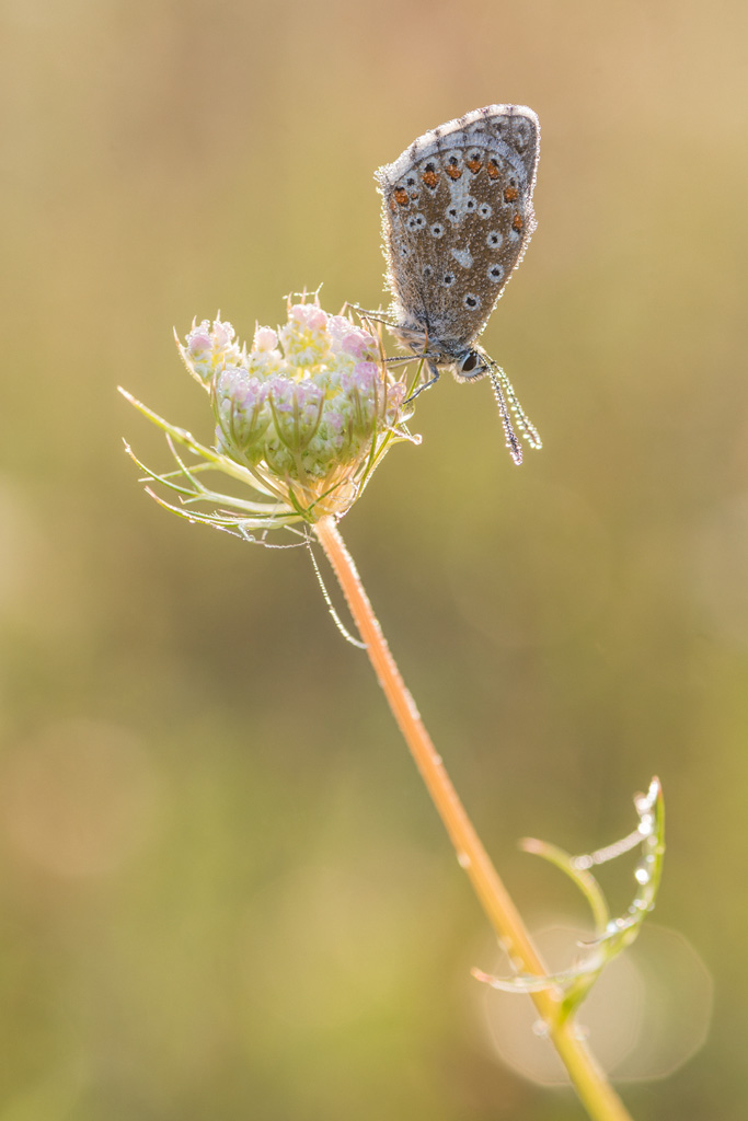 DSC 7125NFF