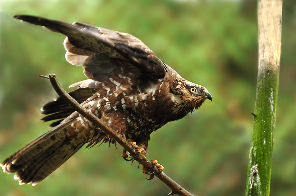 DSC 7188 Wespenbussard 1000