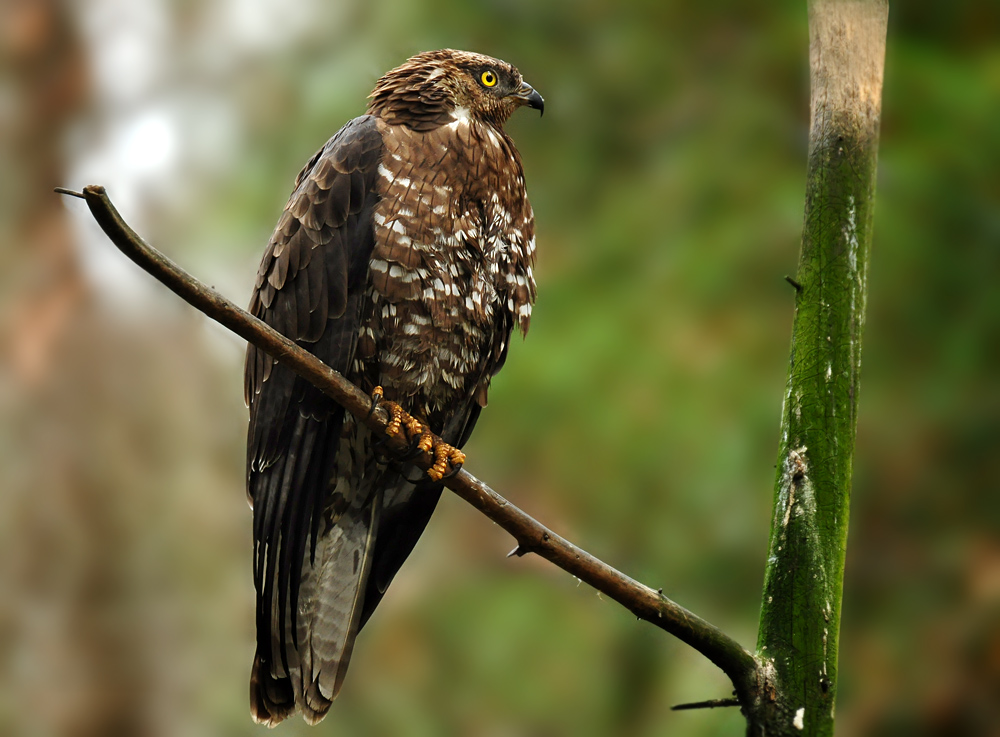 DSC 7198 Wespenbussard 1000