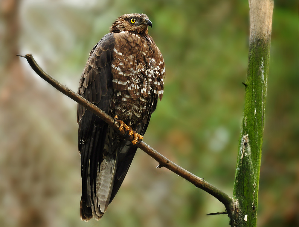 DSC 7202 Wespenbussard 1000 2