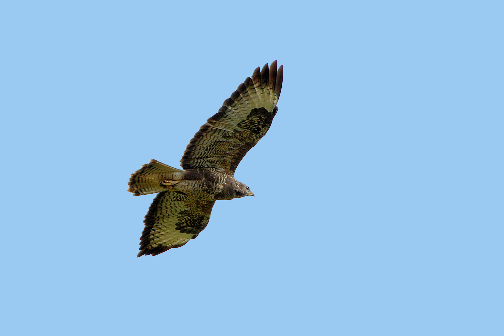 DSC 7204 Bussard1000 b