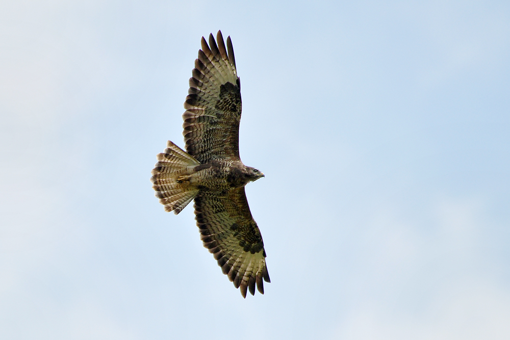 DSC 7210 Bussard 1000