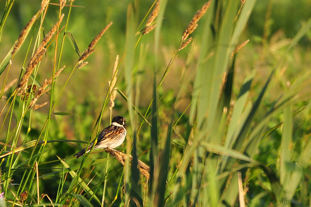 DSC 7217 1000 Rohrammer