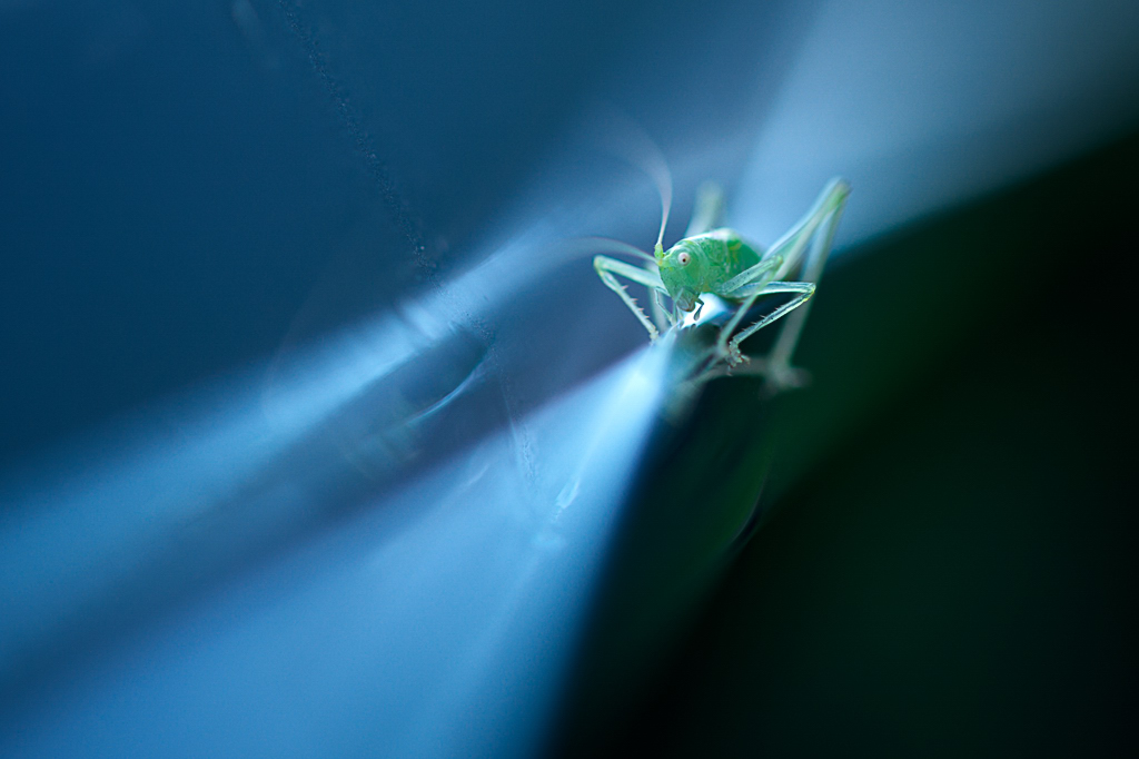 DSC 7222, D3, ZF2/100, f2