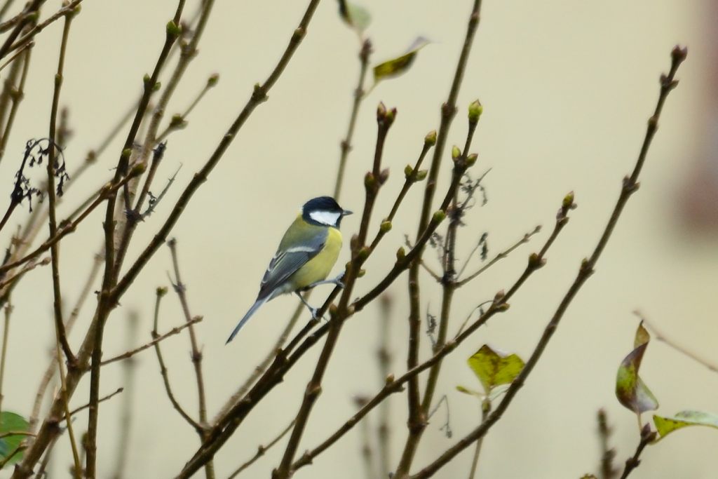 DSC 7246 20121110 4735