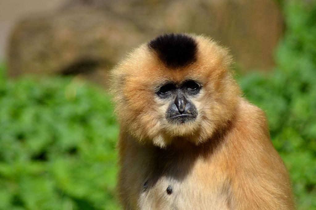 DSC 7246
Affe