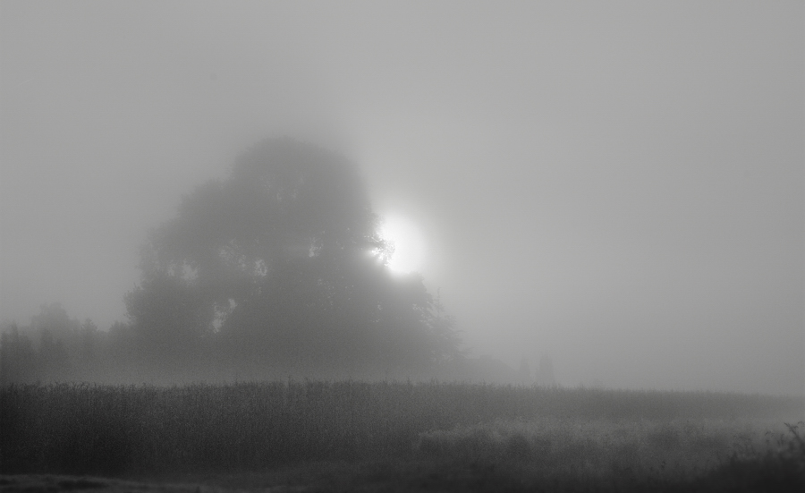 DSC 7269 7 8 4 sw NFF