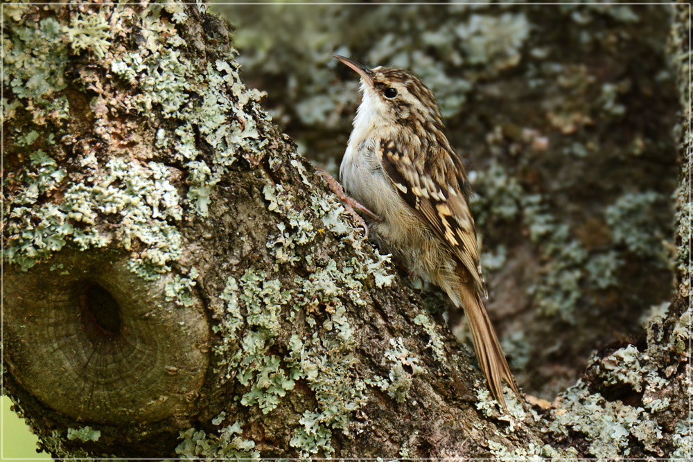 DSC 7341 Baumläufer 1000 R