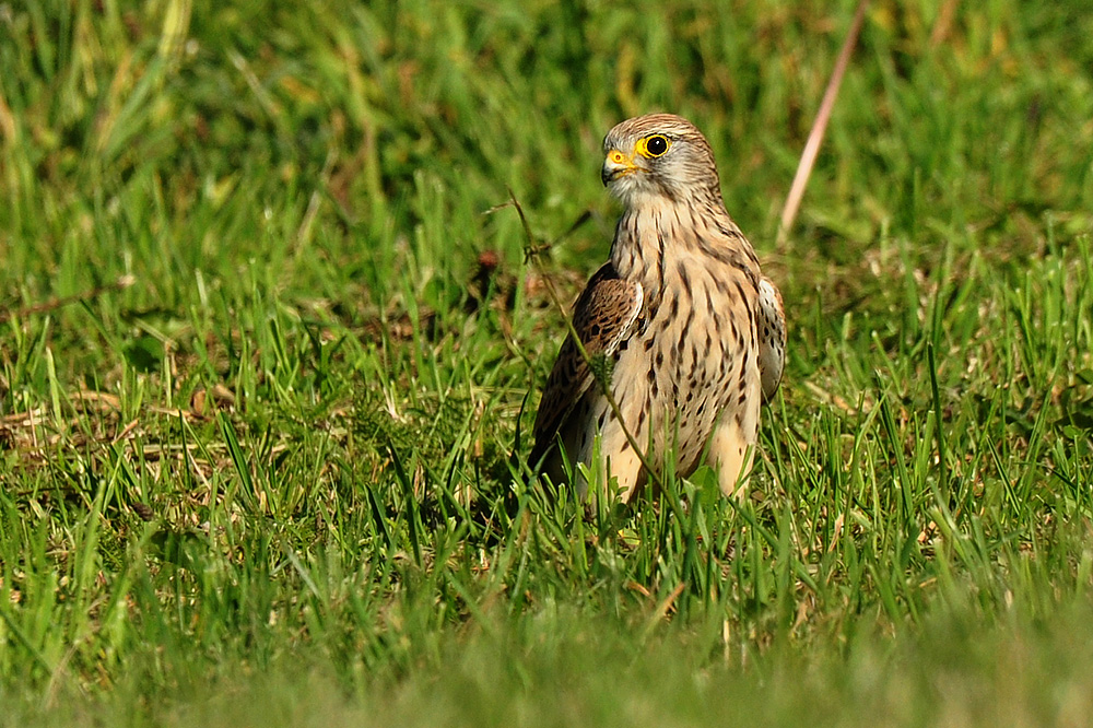 DSC 7414 Falke_Portrait