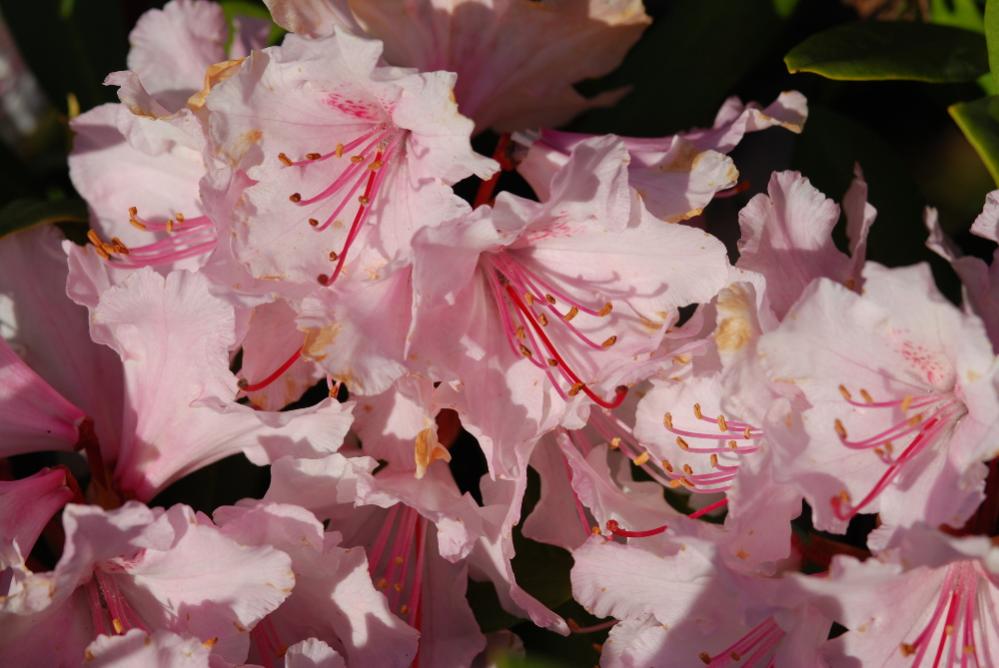 DSC 7420