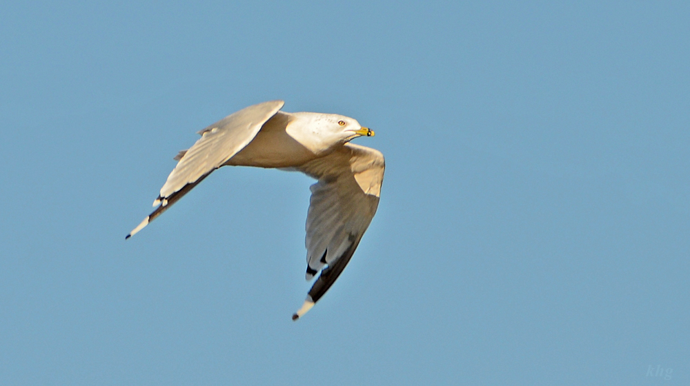 DSC 7423 Möwe