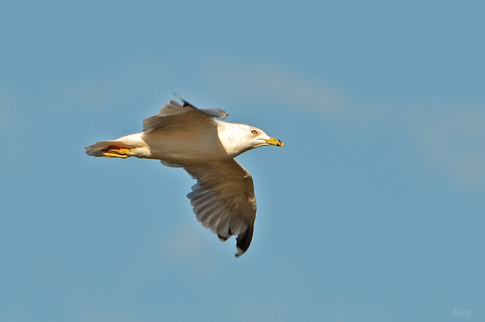 DSC 7424 Möwe
