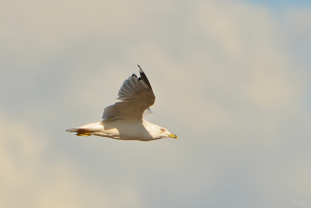 DSC 7425 Möwe