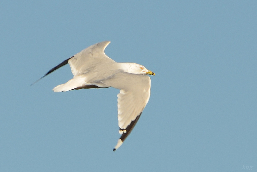 DSC 7427 Möwe