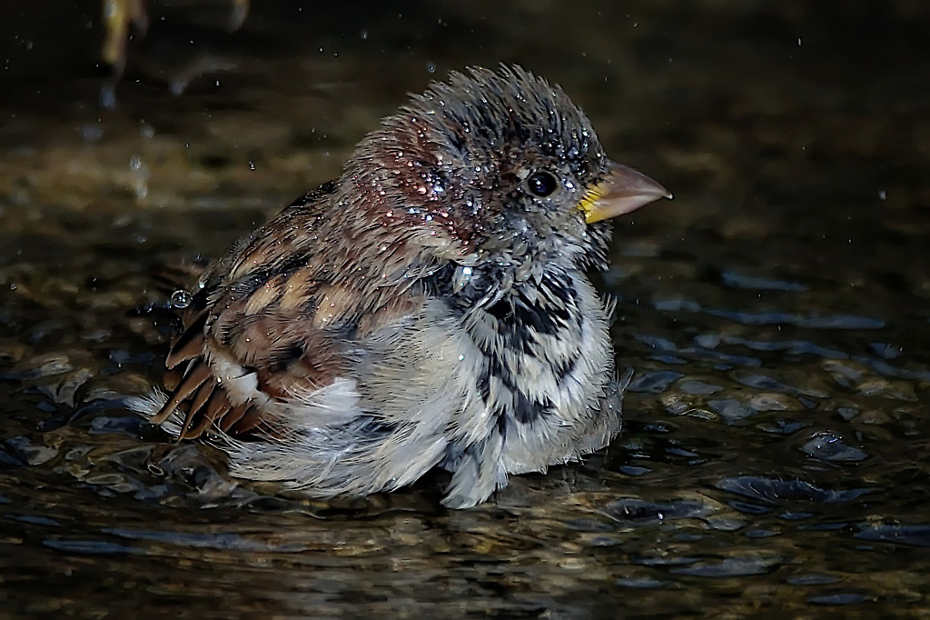 DSC 7441cp
