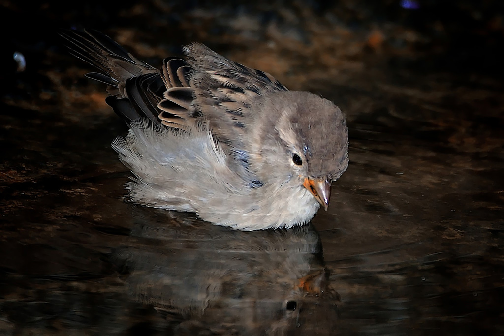 DSC 7447cp