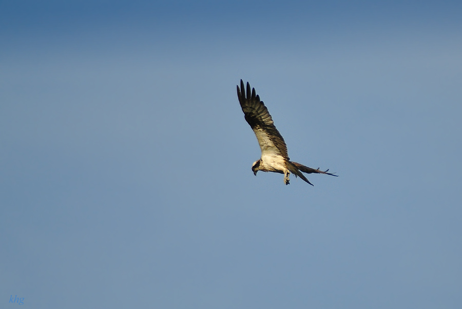 DSC 7464 900