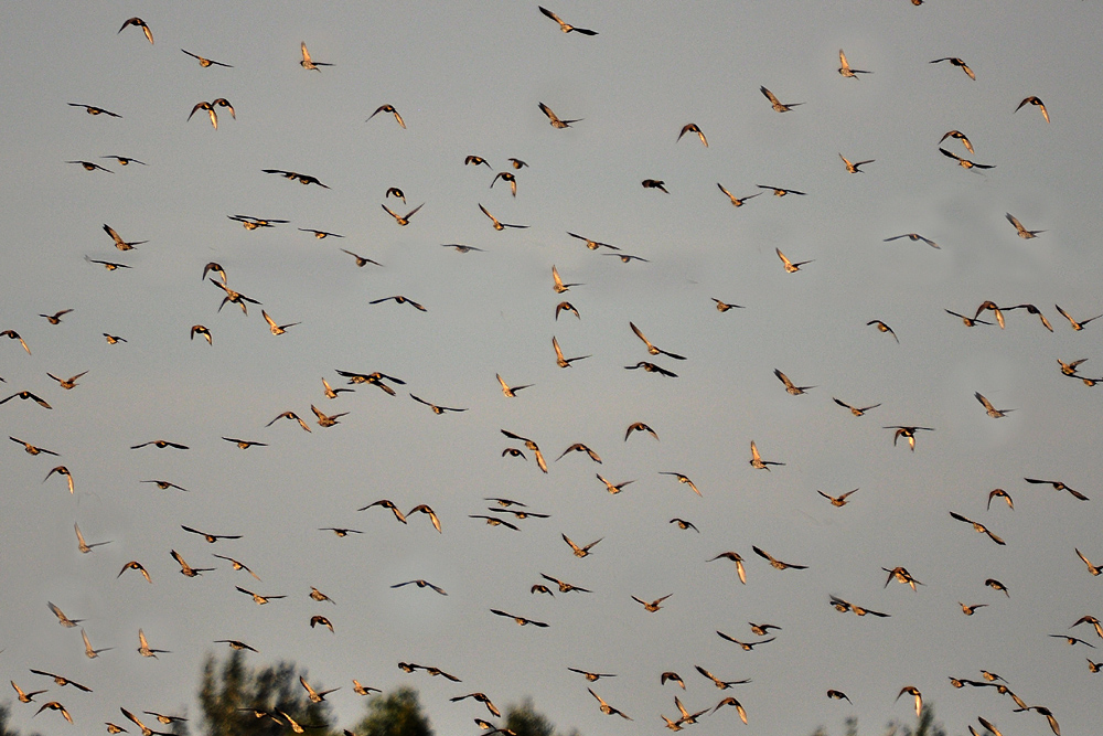 DSC 7477 001 1000