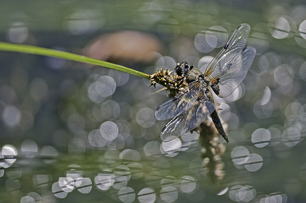 DSC 7479 NFF