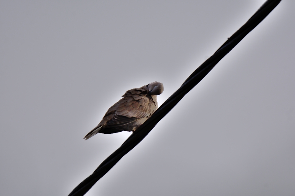 DSC 7486 01