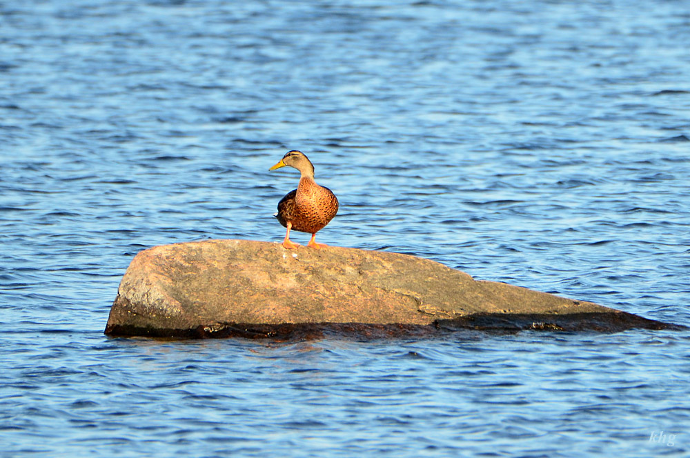 DSC 7487 Ente
