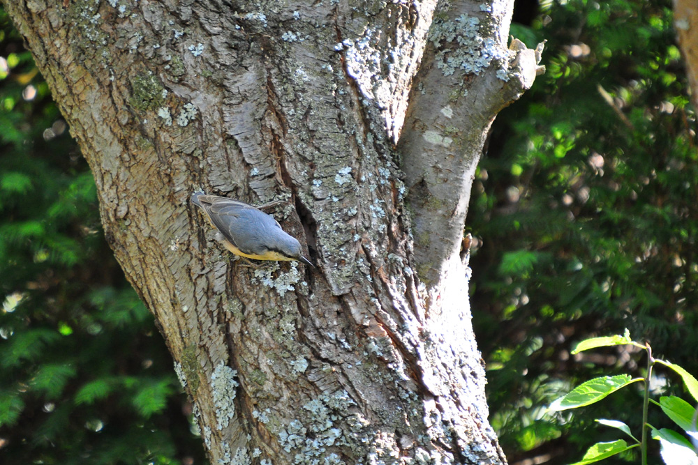 DSC 7501 1000