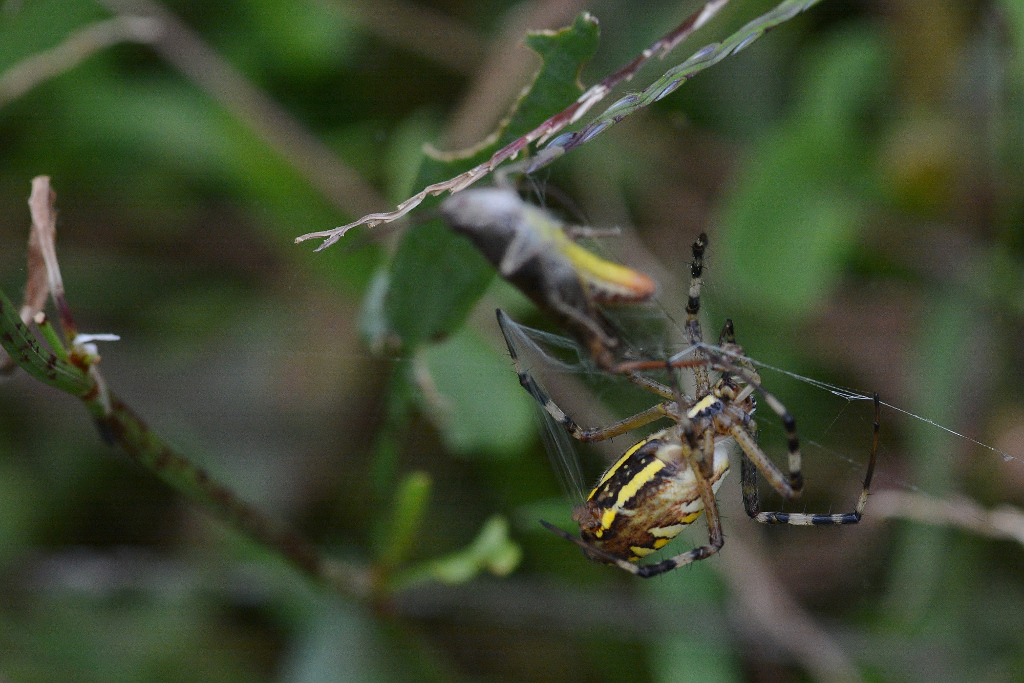 DSC 7539