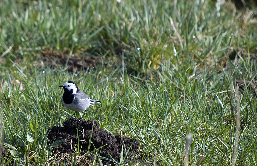 DSC 7542 Kopie