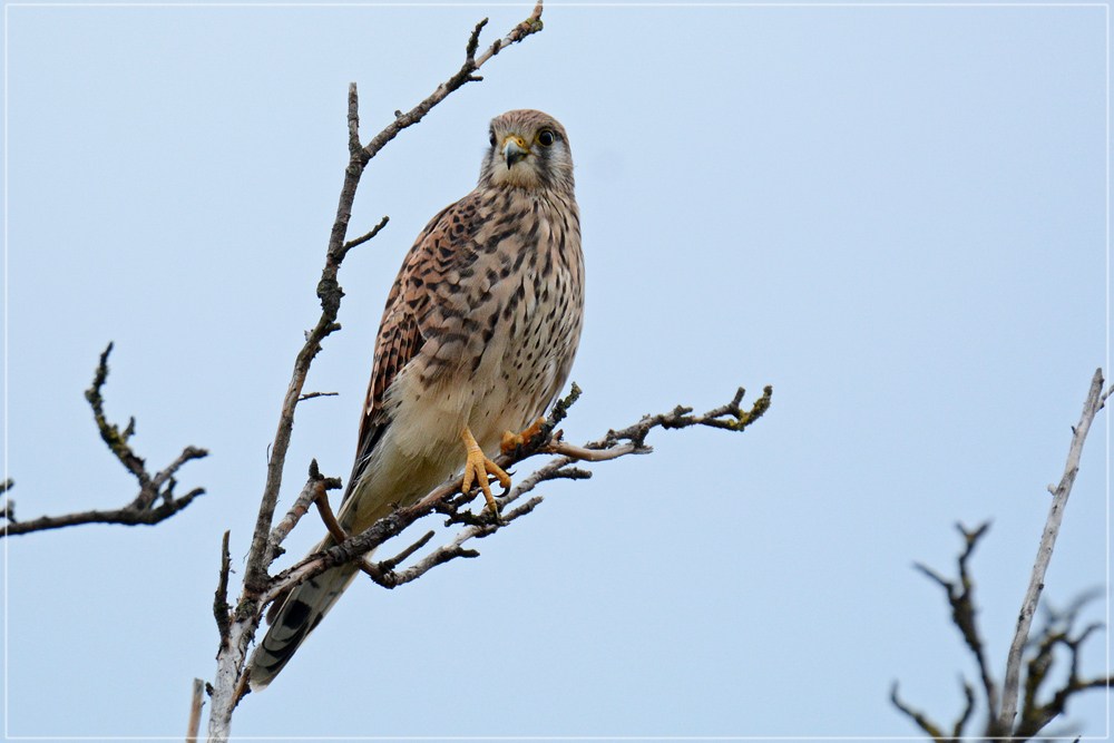 DSC 7557 Turmfalke 1000 R