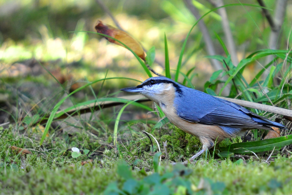 DSC 7561 khg