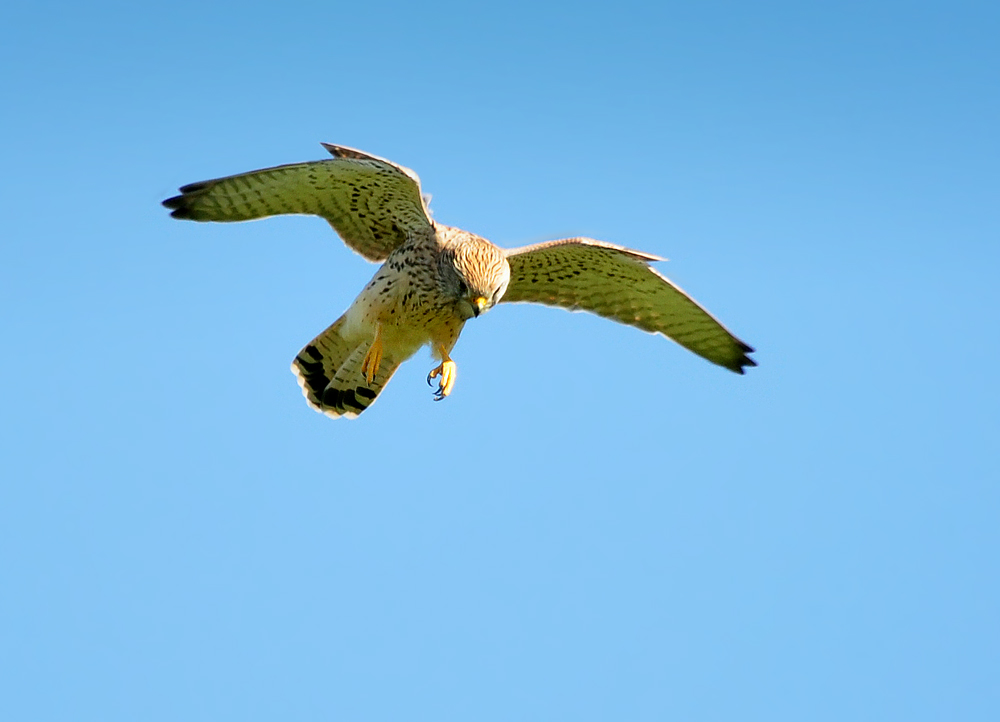 DSC 7581 Falke b 1000