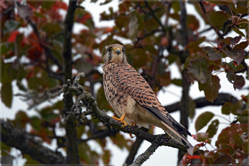 DSC 7586 Turmfalke 1000 R ooc