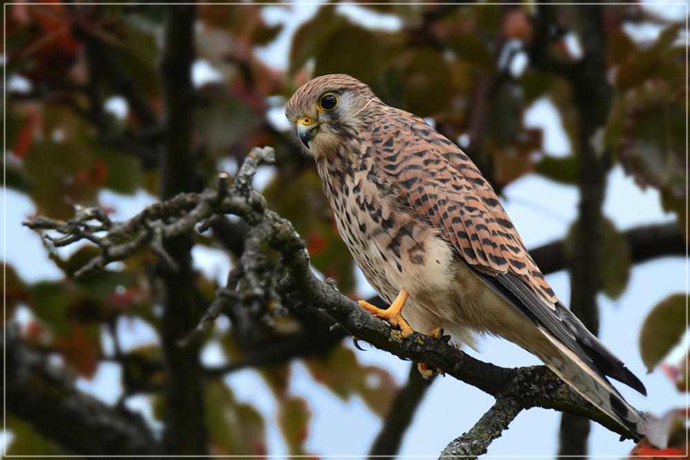 DSC 7598 Turmfalke 1000 R